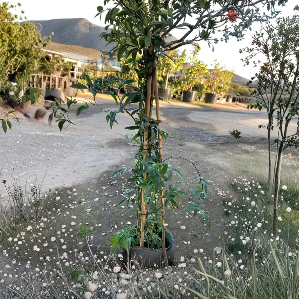 White Lady Banks Climbing Rose Live Plant, 2 Ft Tall White Flowering Rose, 1 Gallon Potted Climbing Rose
