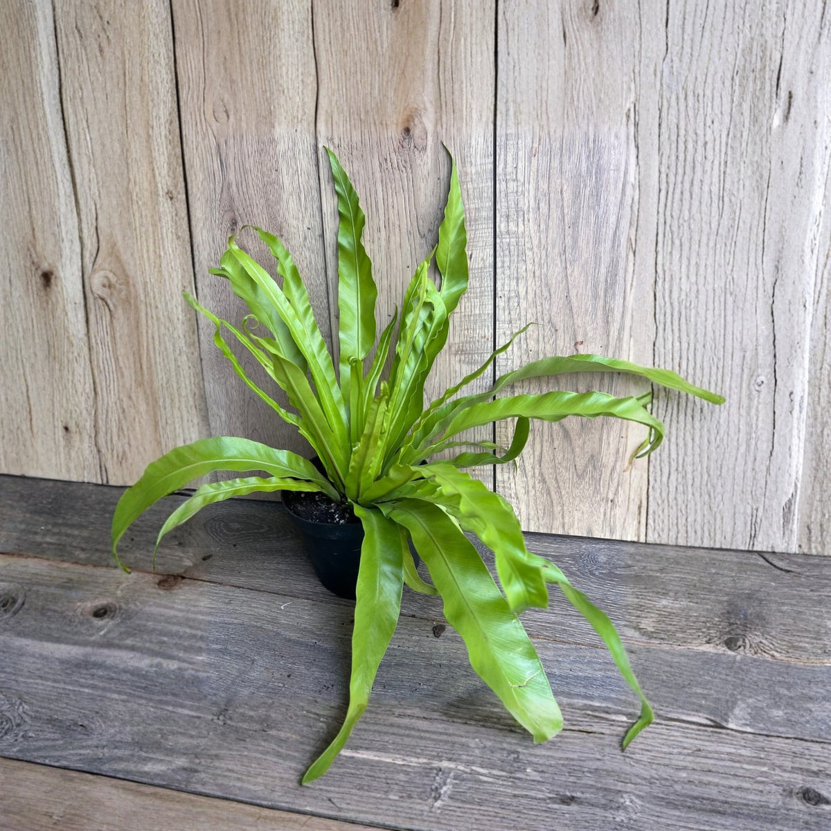 Bird’s Nest Fern Live Plant – 6" Pot – Asplenium