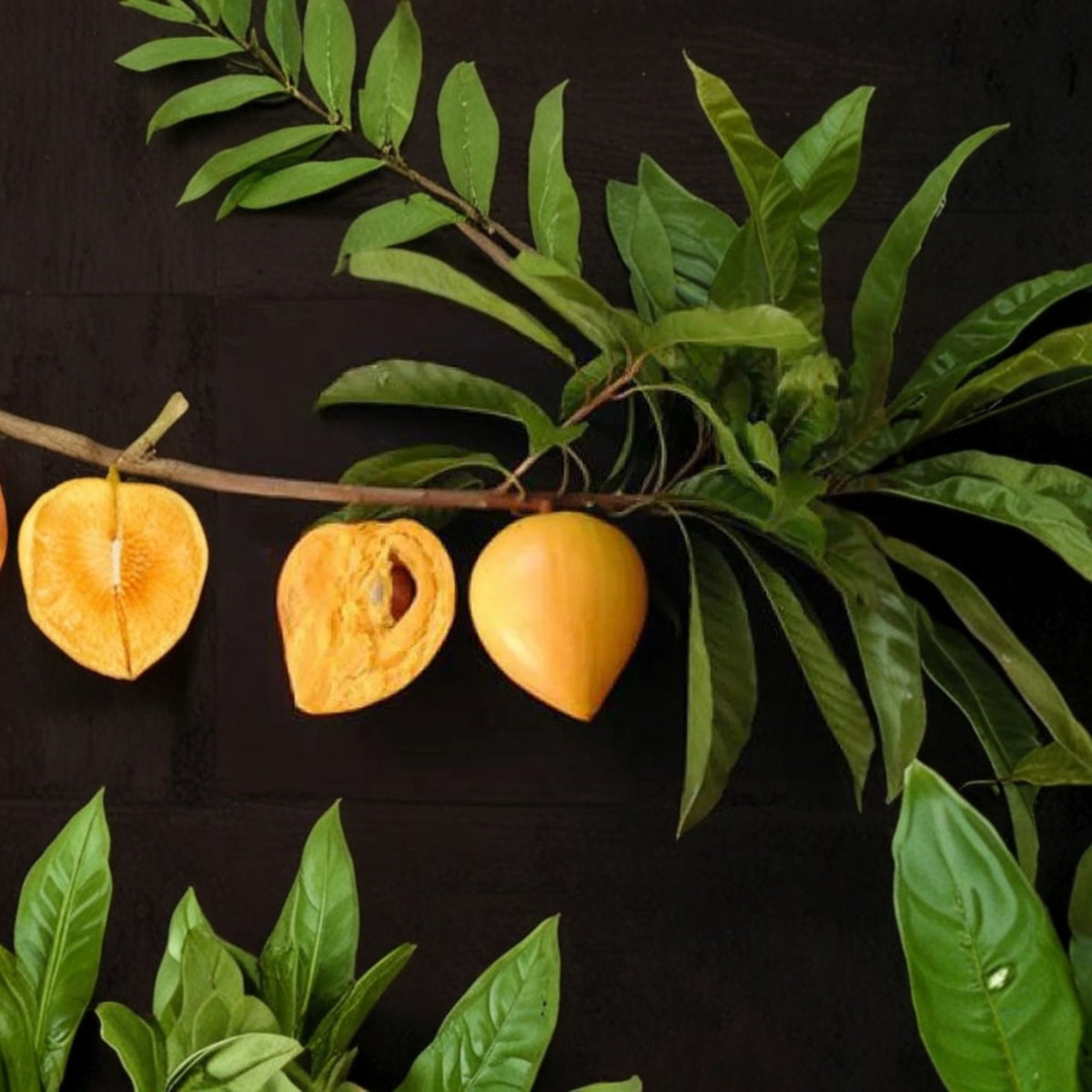 Canistel Grafted Live Fruit Tree, 1–2 Feet Tall, Eggfruit Tree, Pouteria campechiana, Tropical Fruit Plant, 3 Gallon Pot
