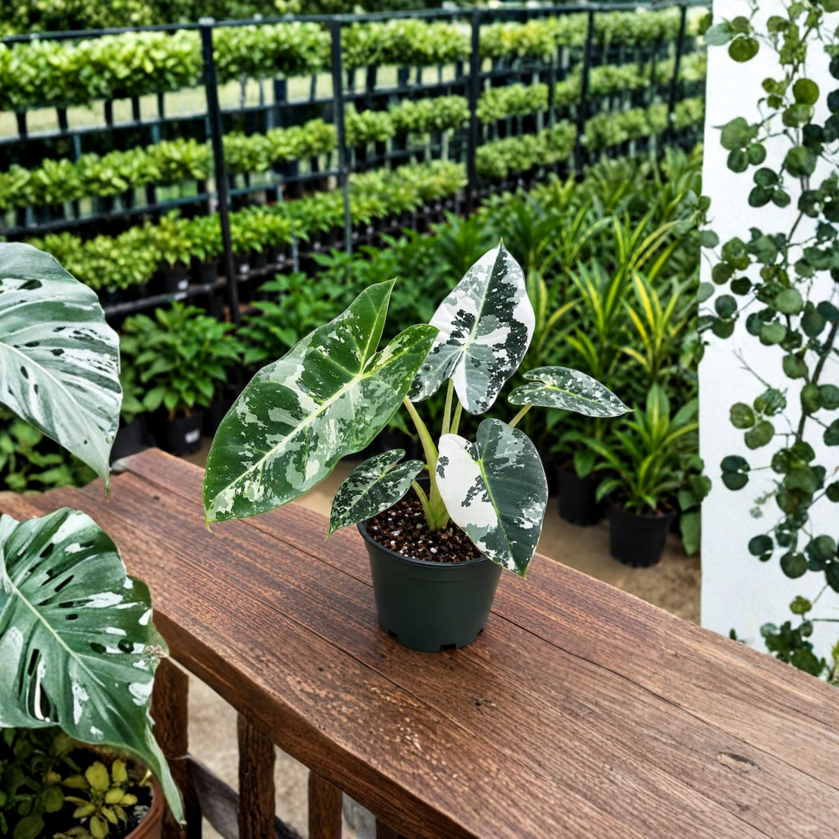 Variegated Alocasia Frydek Live Plant, Velvet Green White Leaves, Rare Collector Aroid, Tropical Indoor Houseplant, 6 Inch Pot
