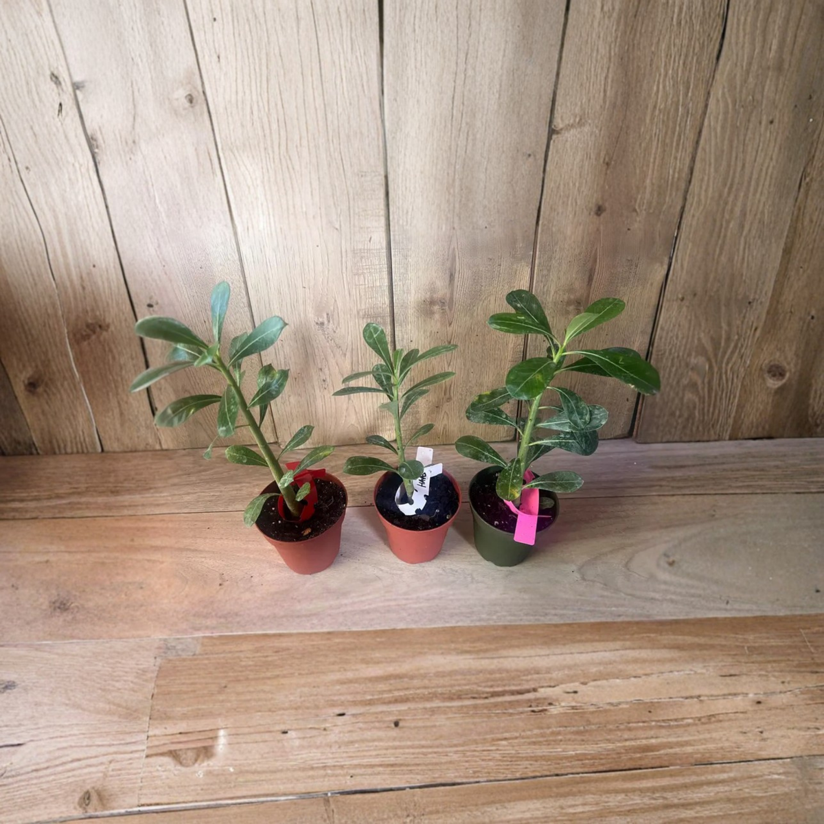 Desert Rose Adenium Live Plant, White Red Pink Flower Colors, 4 Inch Pot, Succulent Caudex Plant, Tropical Flowering Houseplant