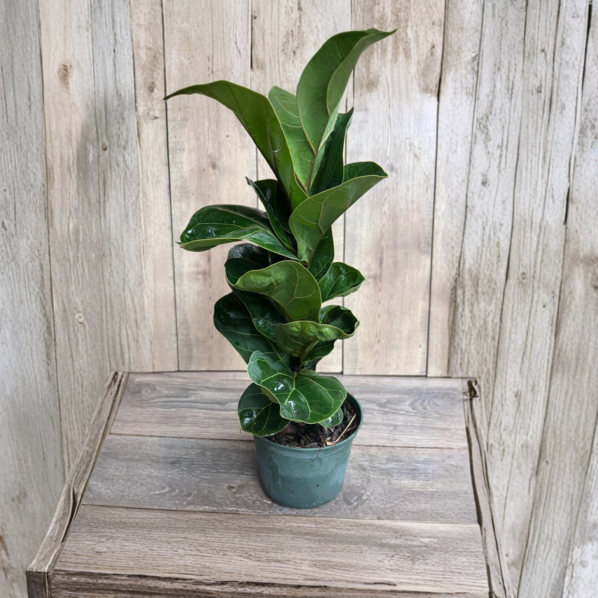 Ficus Lyrata Bambino Live Plant, Dwarf Fiddle Leaf Fig, Compact Tropical Houseplant, Glossy Green Foliage, 6 Inch Pot