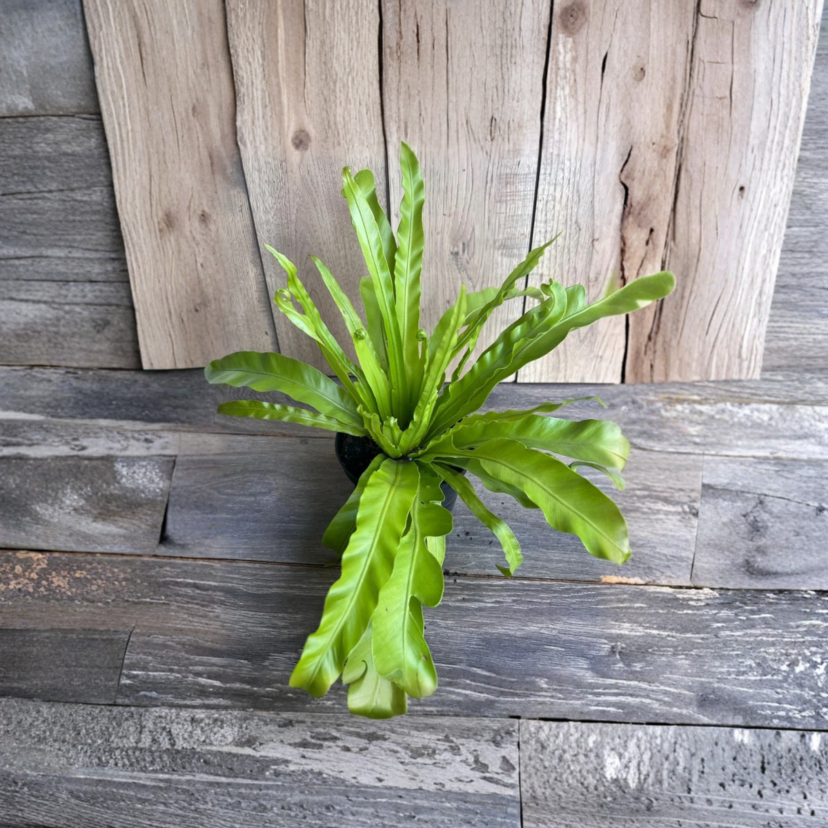 Bird Nest Fern Live Plant, Asplenium Hurricane Fern, Tropical Green Houseplant, Curly Leaf Fern, Easy Care Indoor Plant, 6 Inch Pot