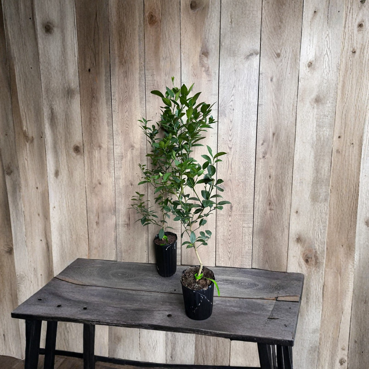 Key Lime Tree Live Plant, Citrus aurantiifolia, Florida Key Lime, Fragrant White Blooms, Tropical Citrus Fruit Tree, Half Gallon Pot