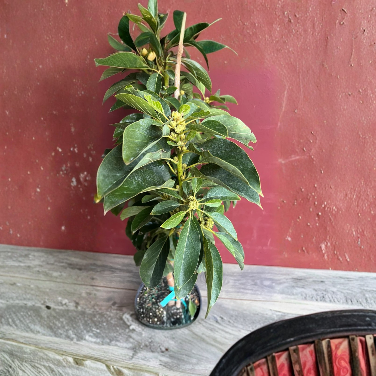 Russell Avocado Tree Grafted Live Plant, 3 Gallon Pot, Tropical Fruit Tree, Large Gourd Shaped Avocado Variety, Backyard Garden Tree