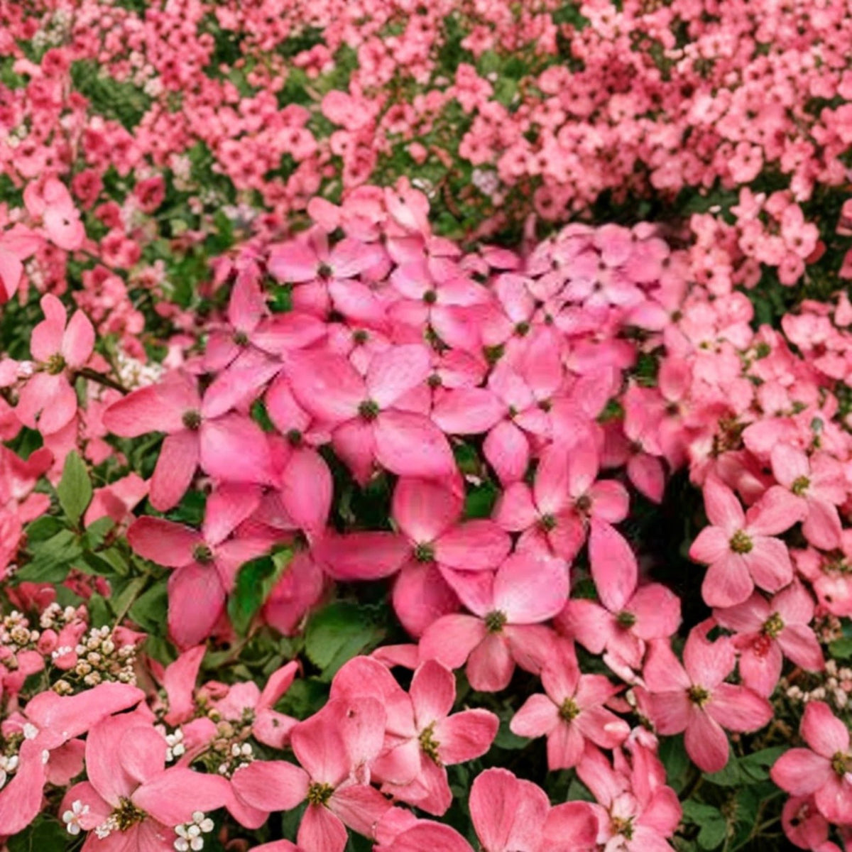 Scarlet Fire Kousa Dogwood Live Tree, Cornus kousa 'Rutpink', Pink Fuchsia Blooms, 2–3 Feet Tall, USDA Zones 5–8, 6 Inch Pot