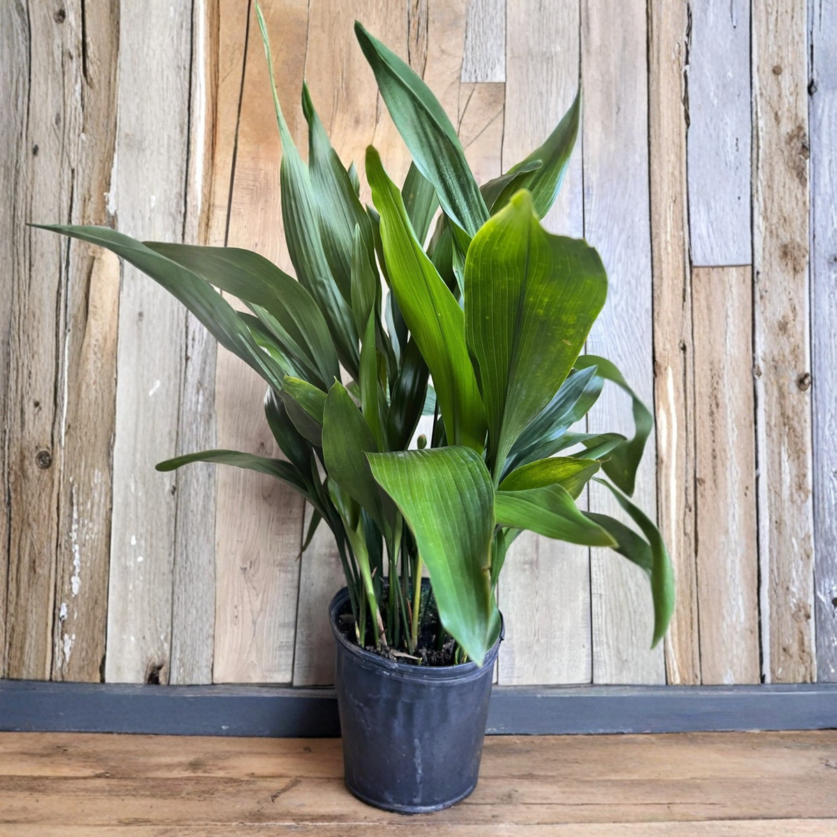 Cast Iron Plant Live, Aspidistra Elatior, Large 10 Inch Pot, Low Light Indoor Houseplant, Hardy Green Foliage Plant, Shade Loving Plant