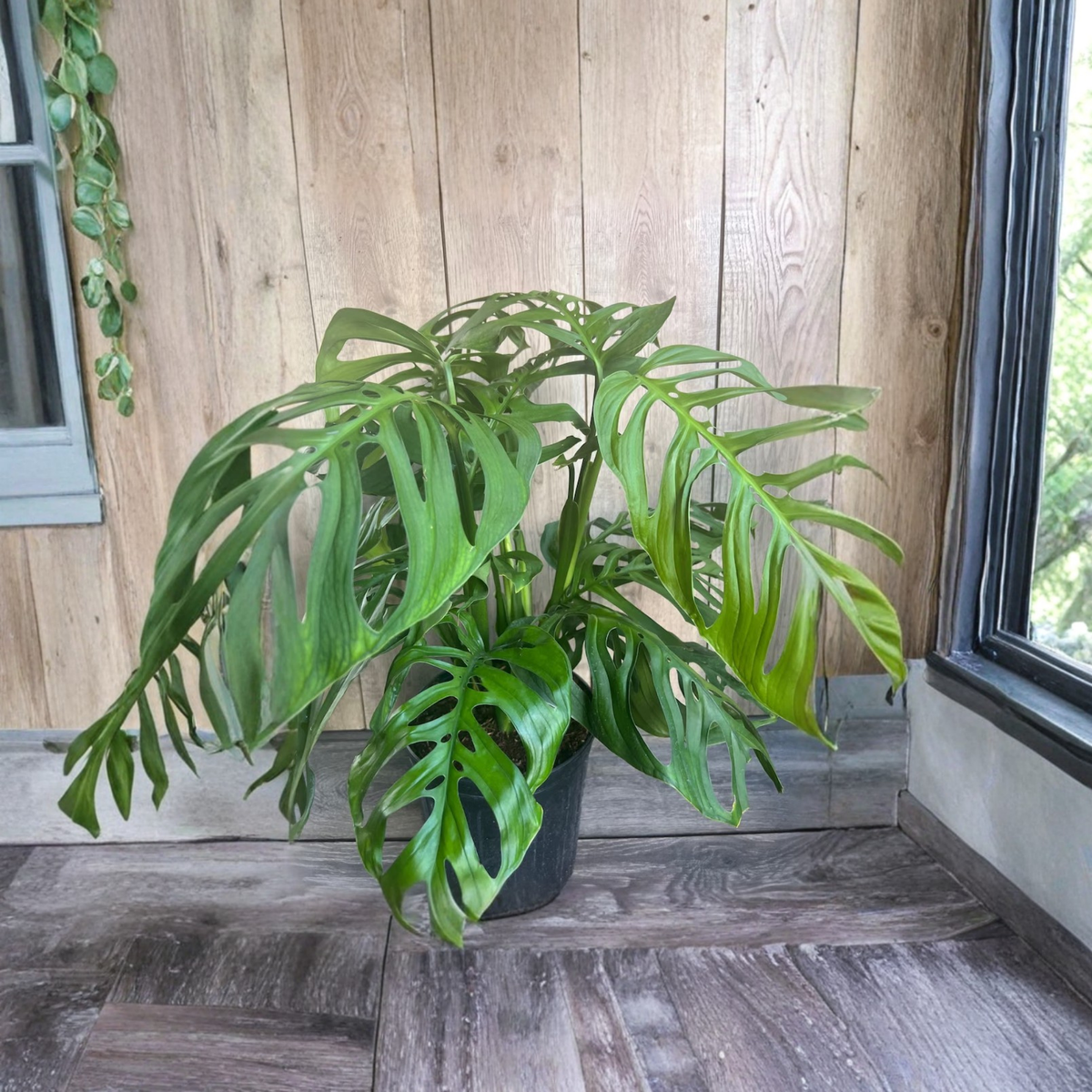 Monstera Esqueleto Live Plant, Large Fenestrated Leaf Aroid, Rare Tropical Climbing Houseplant, Collector Plant, 10 Inch Pot