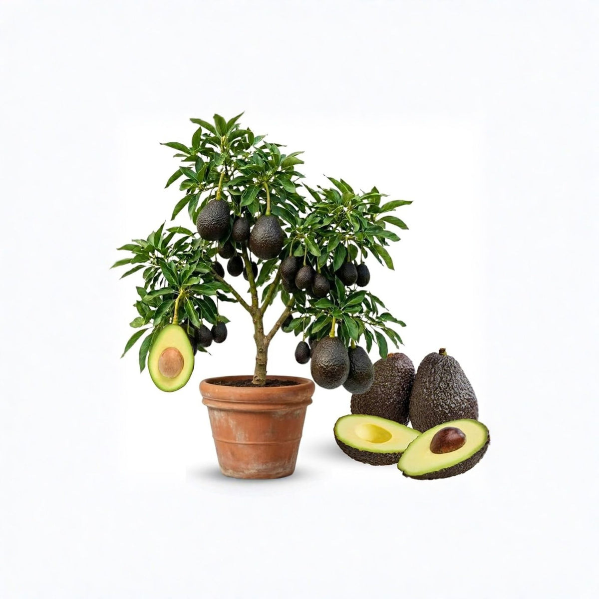 Booth 8 Grafted Avocado Tree – 2–3 Feet Tall, 3-Gallon Pot