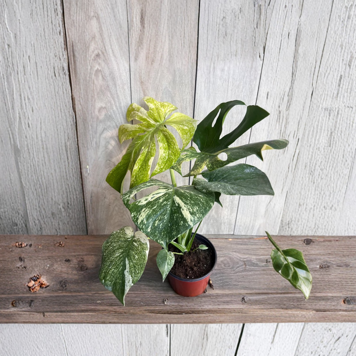 Monstera Deliciosa Mint Live Plant, Mint Variegated Monstera, Rare Tropical Aroid Houseplant, Collector Plant, 6 Inch Pot