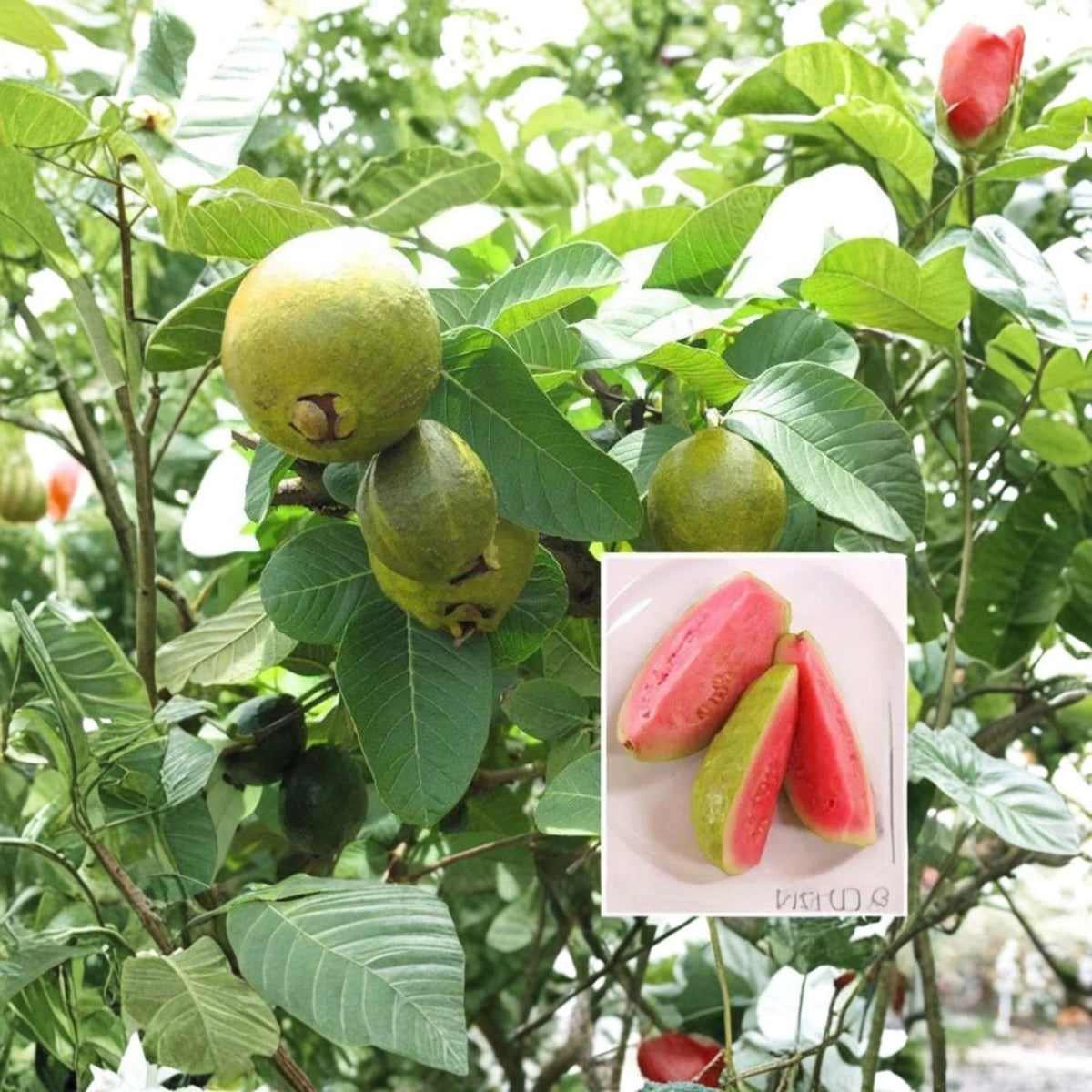 Ruby Supreme Guava Live Plant, Pink Flesh Tropical Fruit Tree, Sweet Aromatic Guava, 1–2 Feet Tall, 6 Inch Pot