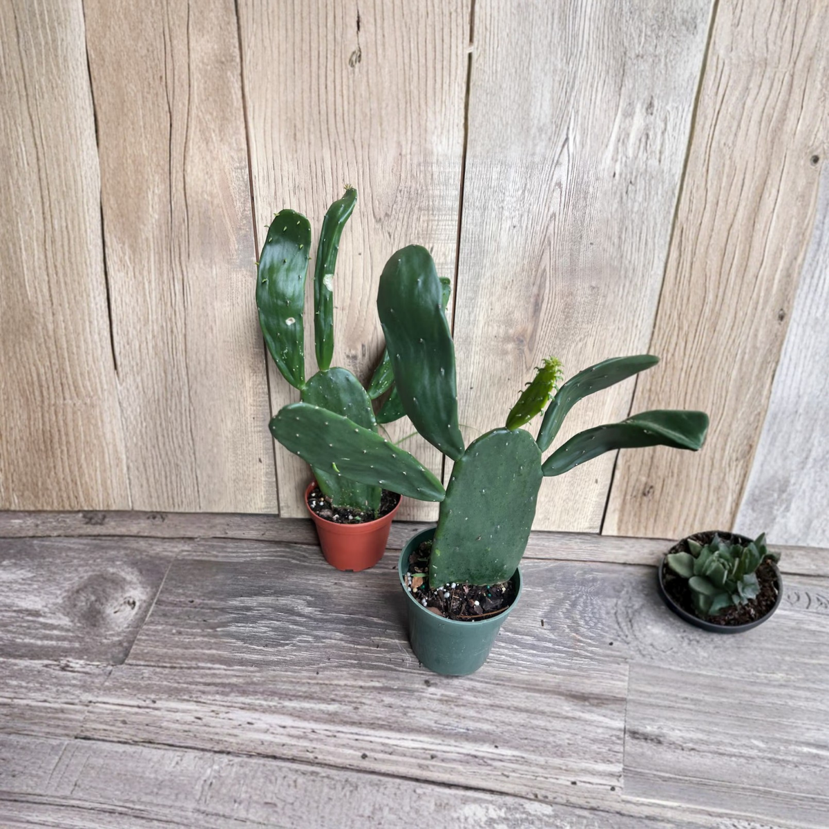 Opuntia Prickly Pear Cactus Live Plant, Paddle Cactus in 4 Inch Pot, Nopales Cactus, Unique Desert Succulent, Cactus for Home or Garden