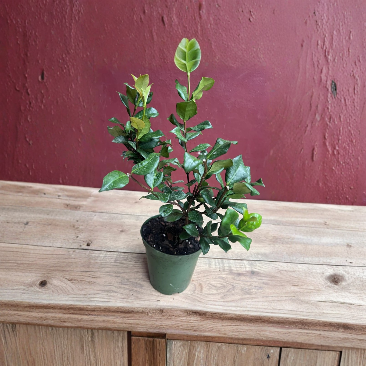 Star Jasmine Live Plant in 6 Inch Pot, Confederate Jasmine Vine, Trachelospermum Jasminoides, Fragrant White Flowering Climber