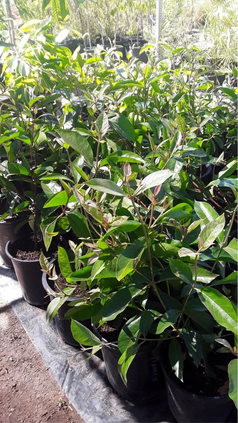 Paterna Ice Cream Bean Tree Live Plant, Edible Fruit Tree, Inga Tree, White Cream Flowers, 2–3 Feet Tall, 3 Gallon Pot