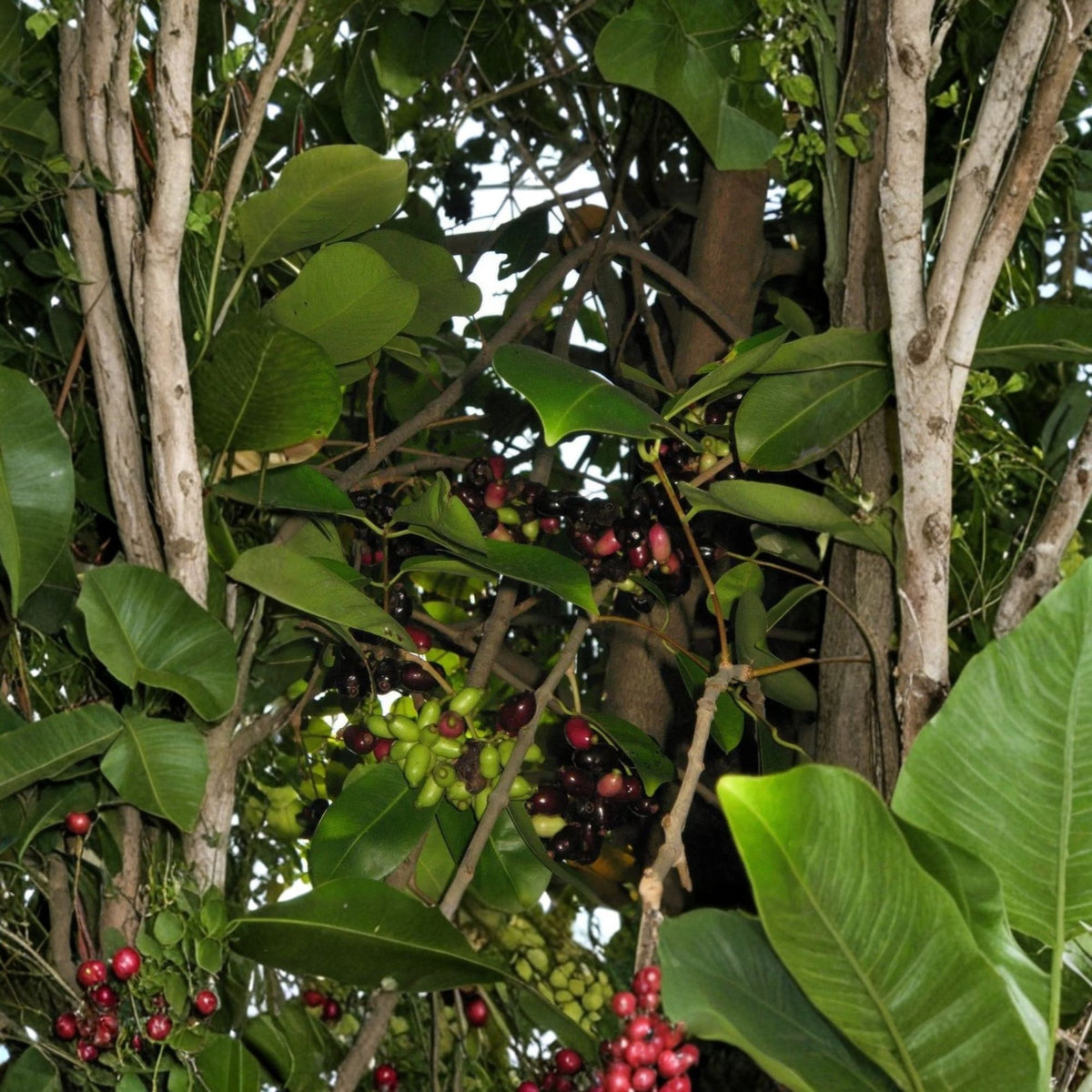 Duhat Fruit Live Plant, Jambul Java Plum Tree, Syzygium cumini, Tropical Fruit Tree, Trái Trâm, 2–3 Feet Tall, 3 Gallon Pot