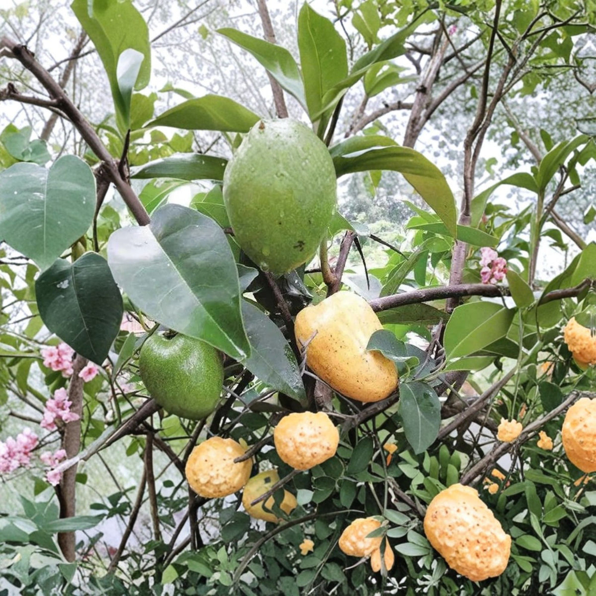 Pond Apple Live Plant, Annona glabra Tree, Cây Bình Bát, Tropical Fruit Tree, Flood Tolerant Tree, 1–2 Feet Tall, 6-Inch Pot