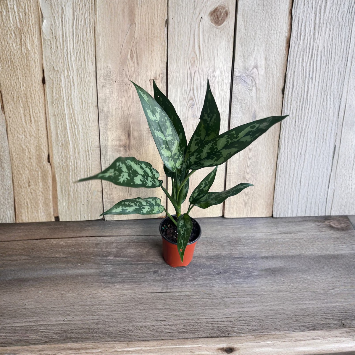 Aglaonema Maria Live Plant, Chinese Evergreen in 4 Inch Pot, Green Silver Foliage Houseplant, Easy Care Indoor Plant, Aglaonema Tigress
