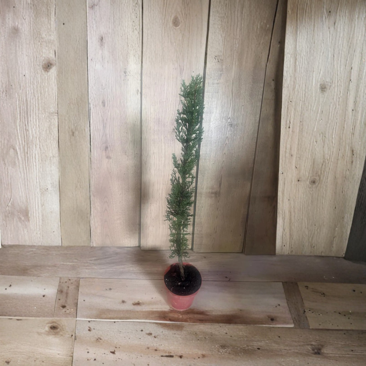 Italian Cypress Live Tree, Cupressus Sempervirens in 6 Inch Pot, Mediterranean Evergreen, Tall Narrow Ornamental Tree, Tuscan Garden Plant