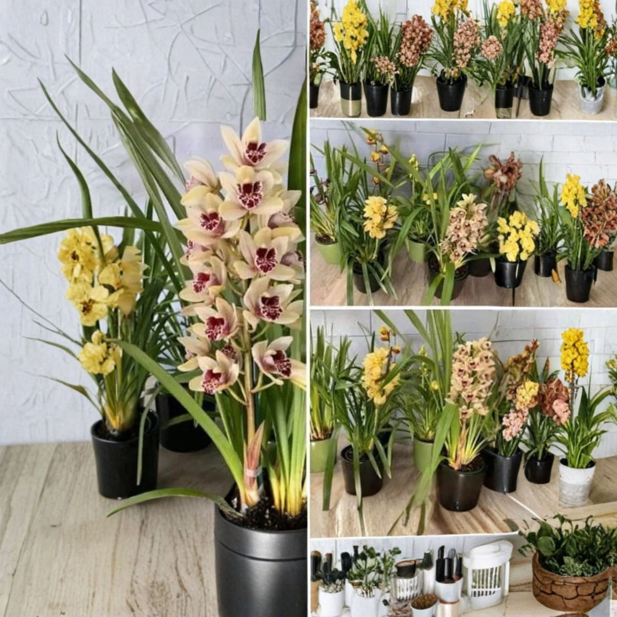 Yellow Cymbidium Orchid Live Plant, 2 Bulbs, Exotic Yellow Orchid, No Buds, 1–2 Feet Tall, 6-Inch Pot