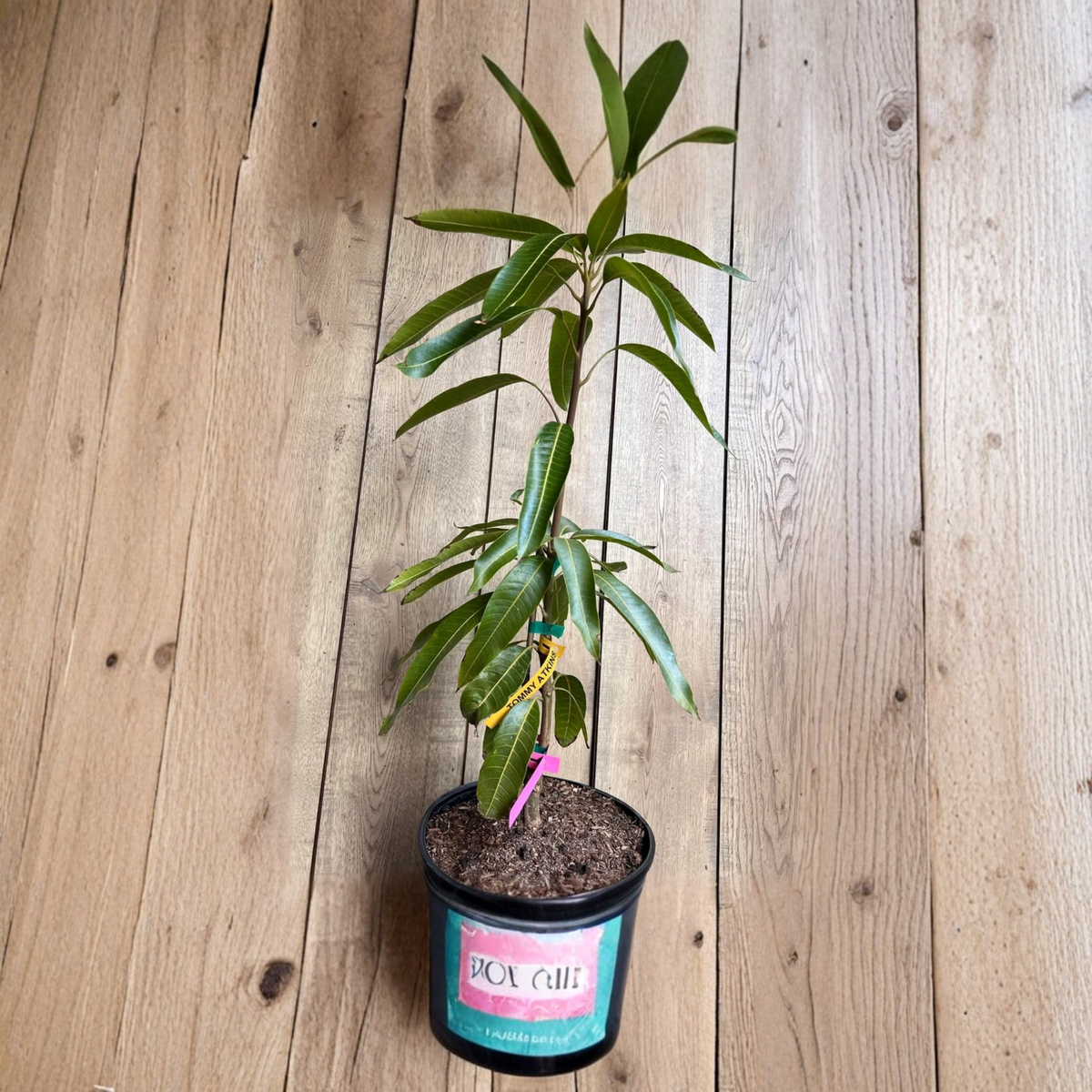 Tommy Atkins Mango Tree Grafted Live Plant in 3 Gallon Pot, Tropical Fruit Tree, Red Blush Mango Variety, Edible Mango Tree