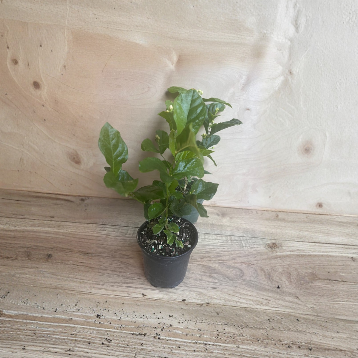 Mysore Mulli Jasmine Live Plant, Fragrant White Double Flowers, Jasmine Flowering Shrub or Vine, 4 Inch Pot