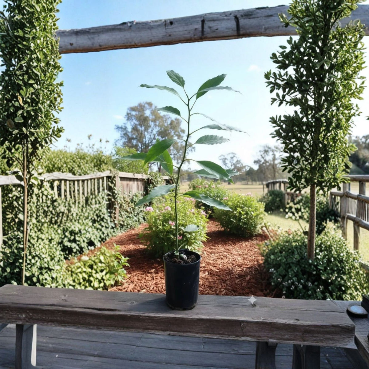 Carmen Avocado Tree Live Plant, Grafted Avocado Fruit Tree, 1 Ft Tall, 6 Inch Pot, Tropical Edible Garden Tree