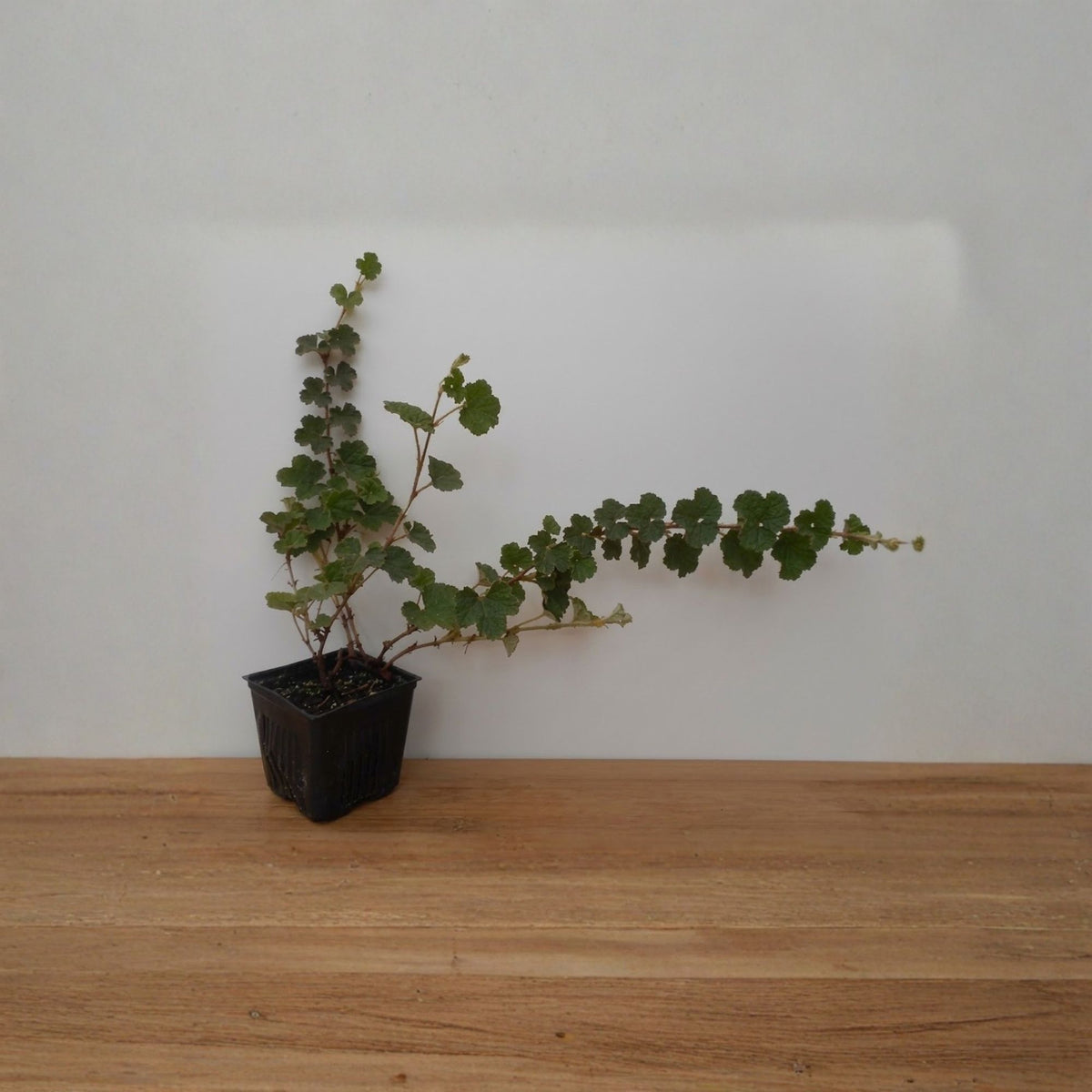 2 Taiwan Creeping Raspberry Plants, Evergreen Ground Cover, Edible Berries, Deer Resistant Perennial