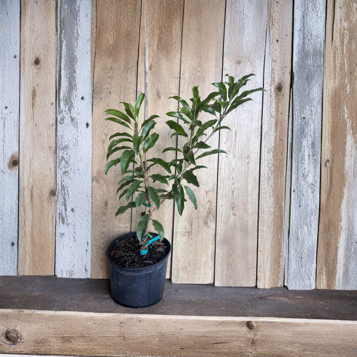 Alano Brown Sugar Sapodilla Tree, Air Layered Fruit Tree in 3 Gallon Pot, Sawo Cheeku Chikoo, Tropical Edible Fruit Plant
