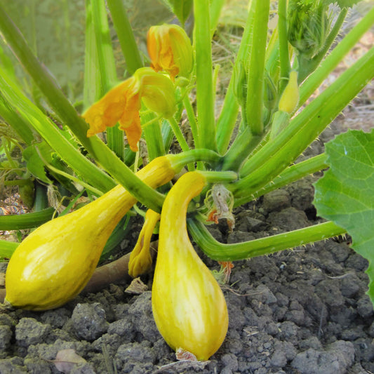 Early Summer Crookneck Summer Squash