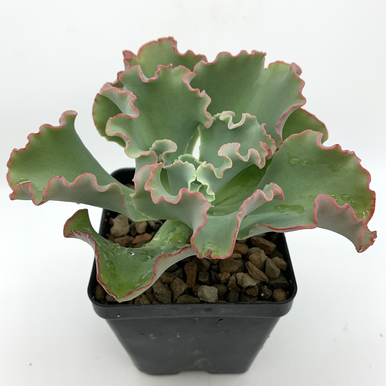 1pc Echeveria Gibbiflora “Coral Reef Pink” Succulent Live Plant