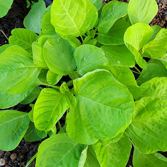 Edible Amaranth White Light Green