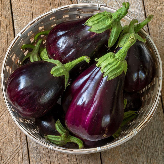 Eggplant Black Beauty