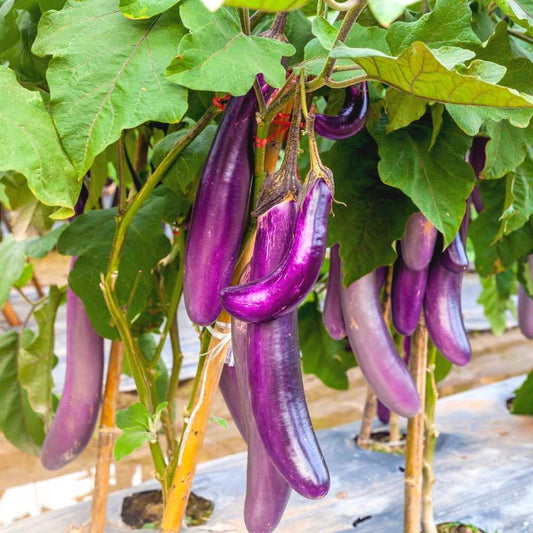 Eggplant Long Purple