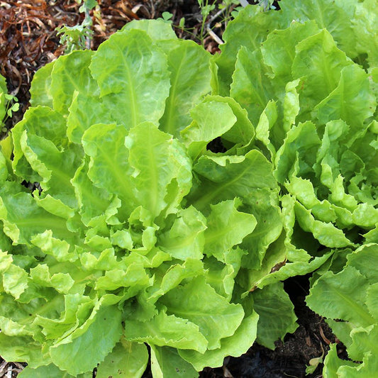 Endive Broadleaf Batavian