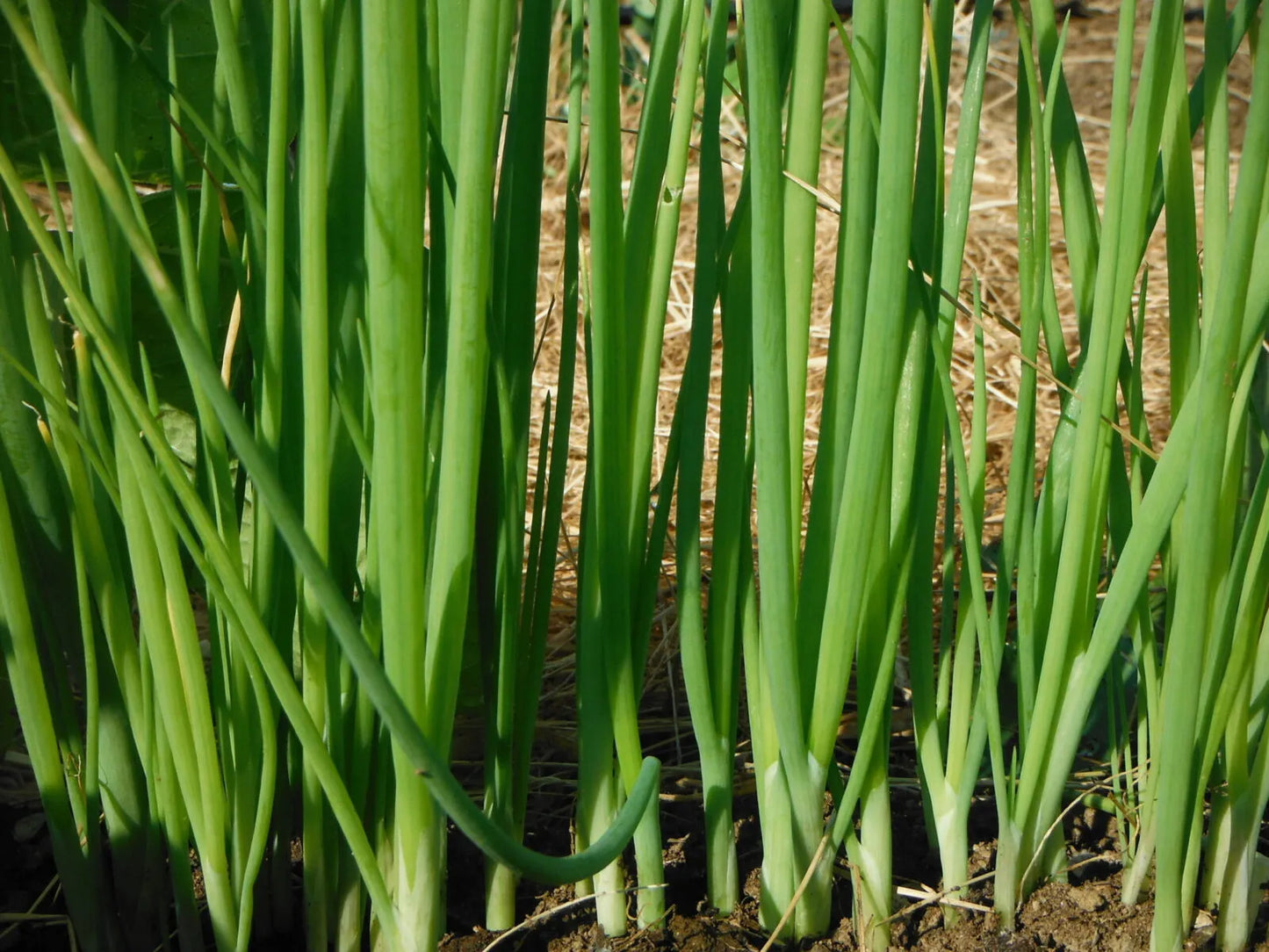 Onion Evergreen Seeds For Planting