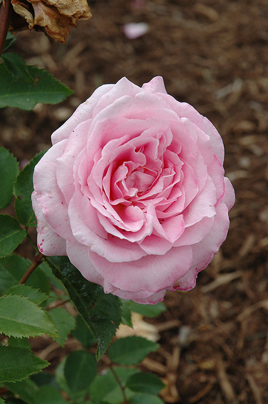 2 Live Starter Plants in 2 Inch Pots Belinda's Dream Rose Bush