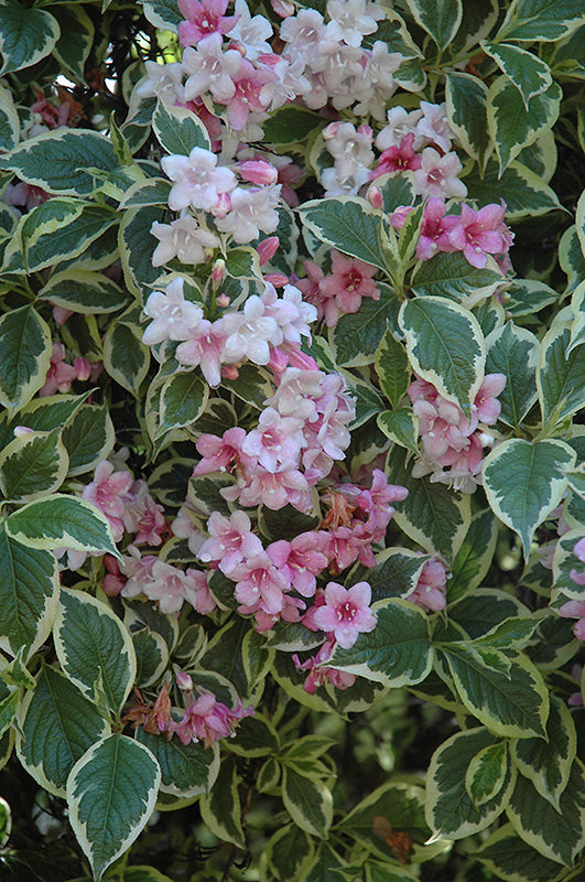 Weigela florida 'Variegata' Live Plant 8 to 10 inches