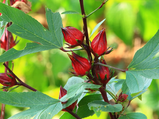 Roselle Asian Sour Leaf 500 mg Seeds For Planting