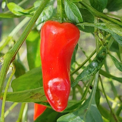 Fresno Chile Hot Pepper