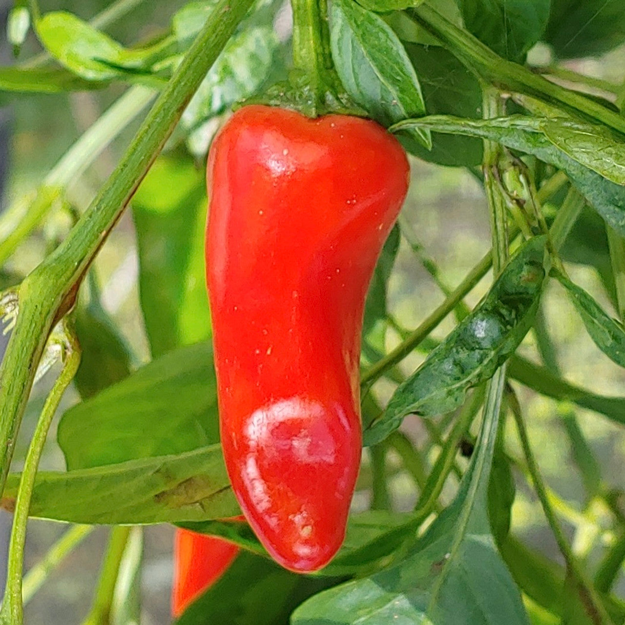 Pepper - fresno chili pepper 250mg Seeds For Planting