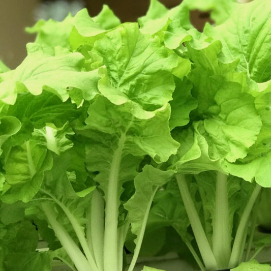 Frilly Leaf Pak Choi Fun Jen, Hybrid