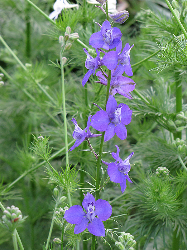 Rocket Blue Seeds For Planting