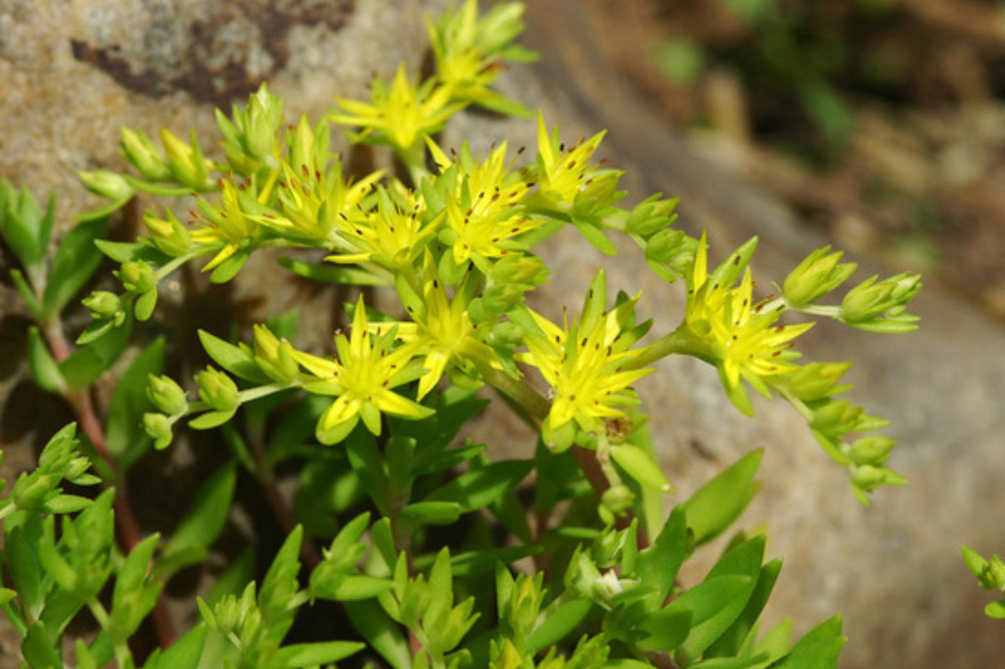Sedum Sarmentosum Live Cuttings - 12 Fast Growing Creeping Perennial Succulents for Indoor/Outdoor Gardens