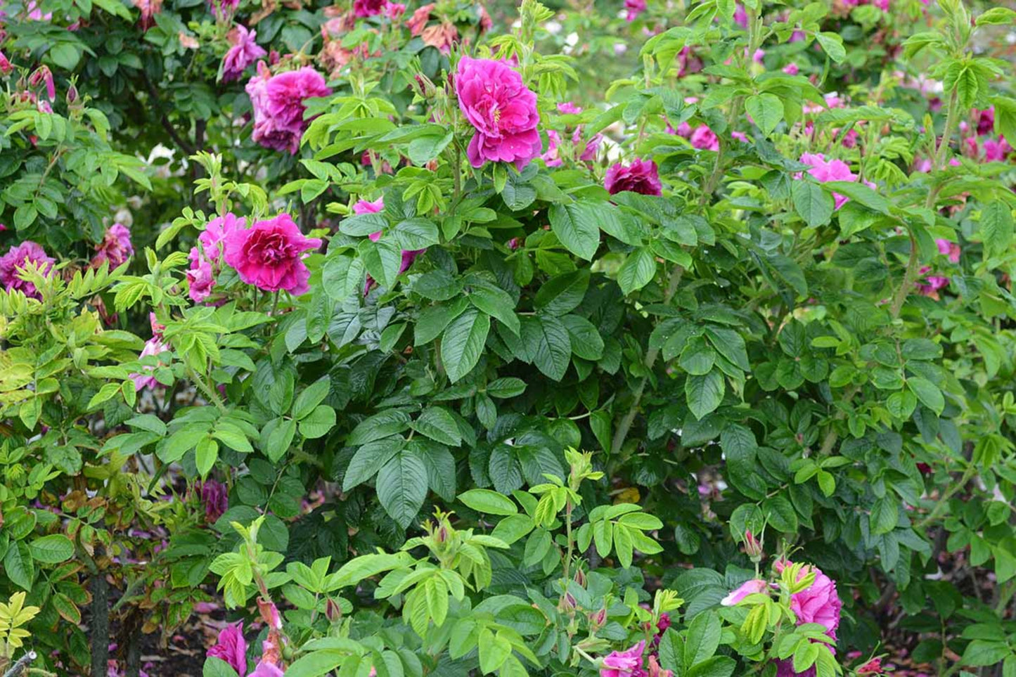 Red Rugosa Rose Cuttings - 8-10 Healthy Fresh Cuttings 5-8" Long - Rugosa Red Rose (Rosa rugosa) - Ideal for Propagation and Hedges