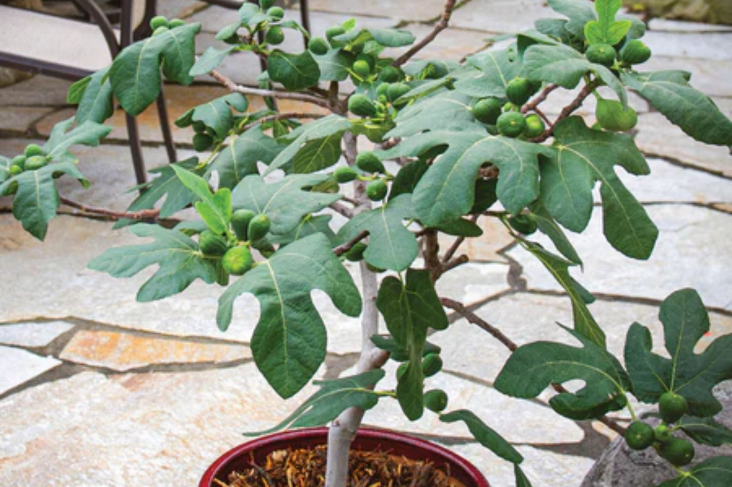 Fignomenal Fig Plant - Compact Edible Fig Variety - Ficus carica - 3-7 Inch Cuttings in Temporary Pot, Hardy to Zone 5