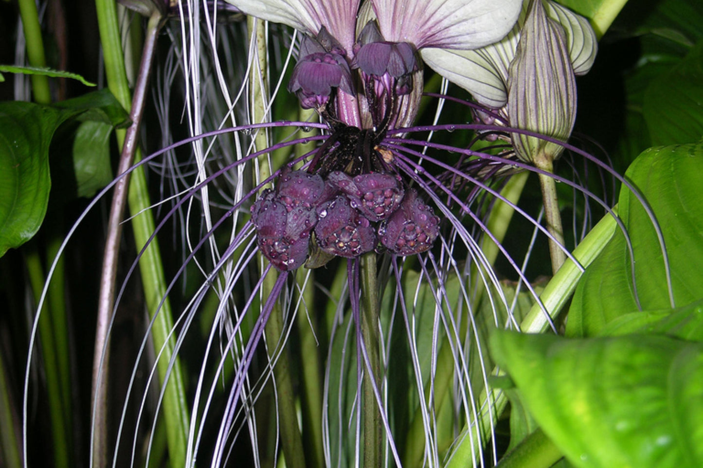 White Bat Flower Plant - Small Rooted Starter - Tacca integrifolia - Unique Black Lily for Indoor or Outdoor Gardens