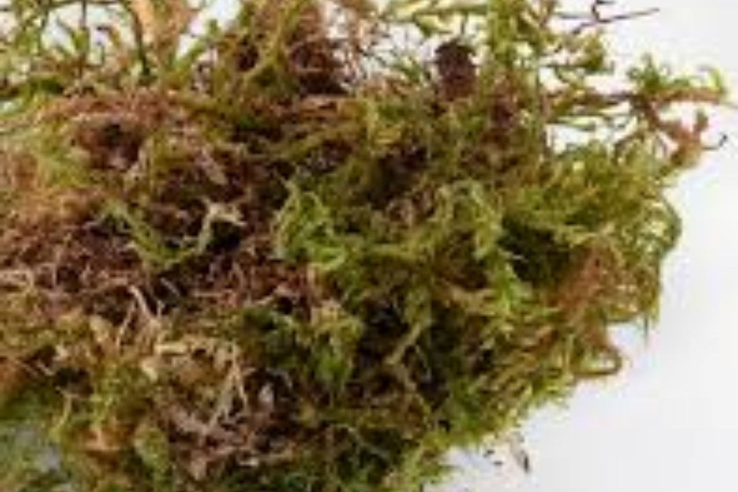4oz Sphagnum Moss for Plants - Natural Dried Long Fibered Moss - Ideal for Orchids & Succulents - Sphagnum Peat Moss