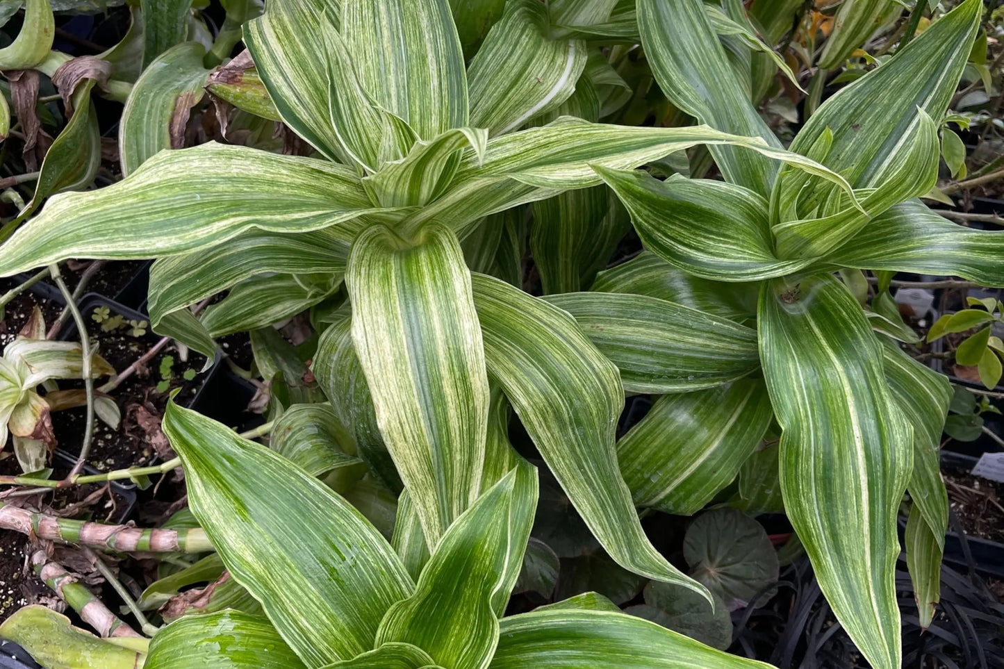Variegated Callisia Fragrans Basket Plant Pups - 3 Bare Root Chain Plant Cuttings - Easy Care Medicinal Houseplant