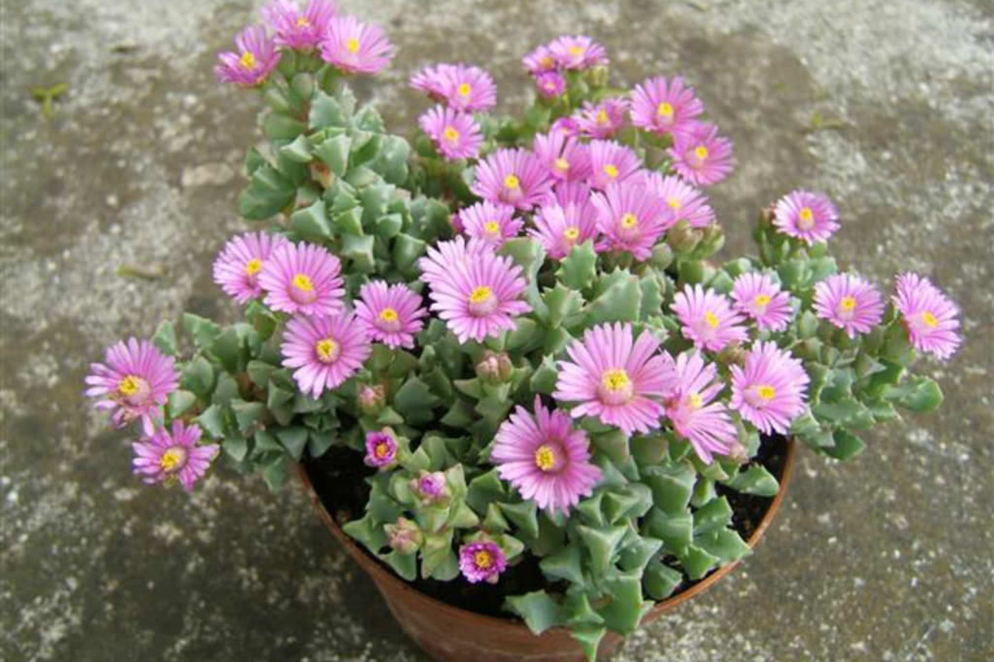 Oscularia deltoides Cuttings - 10 Pink Flowering Ice Plant Succulent Cuttings - Easy to Grow - Deltoid-leaved Dew Plant
