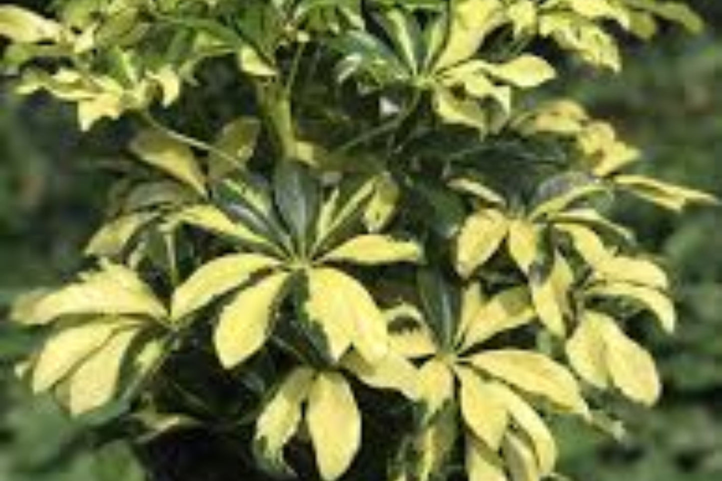 Variegated Schefflera Plant Cuttings - 2 Cuttings - Umbrella Tree - Schefflera actinophylla